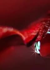 Алая Королева и Демон