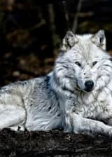 Серебреный волк