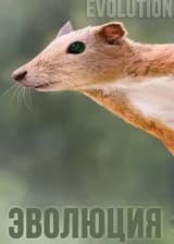 Limbus / Rim: Evolution