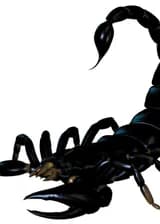 Восхождение скорпиона