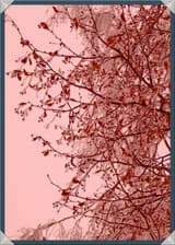 Старшая невестка