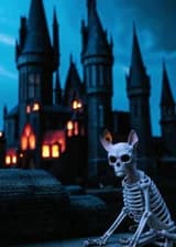 Учитель-Некромант в Хогвартсе!