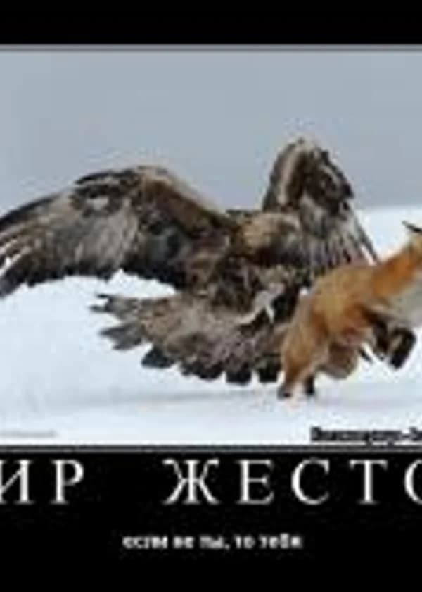 Мир жесток если не ты ,то тебя убьют