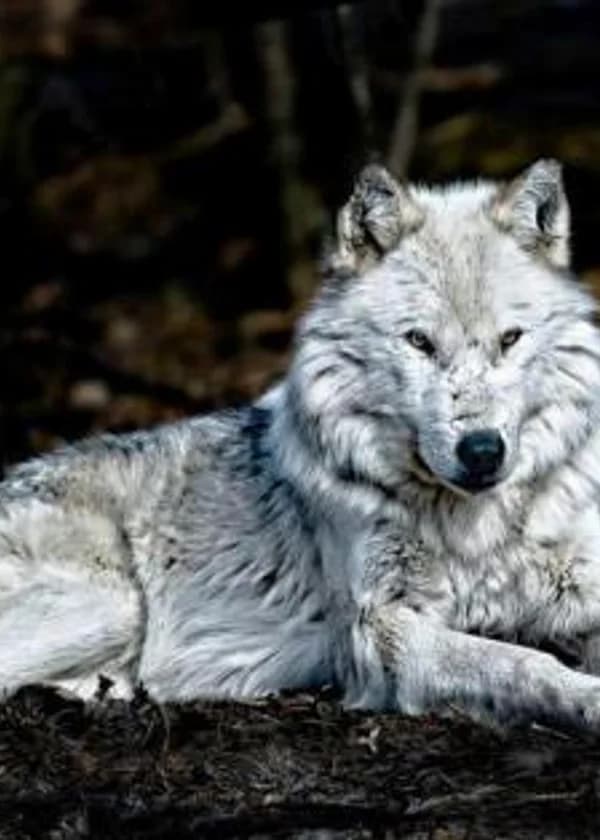 Серебреный волк