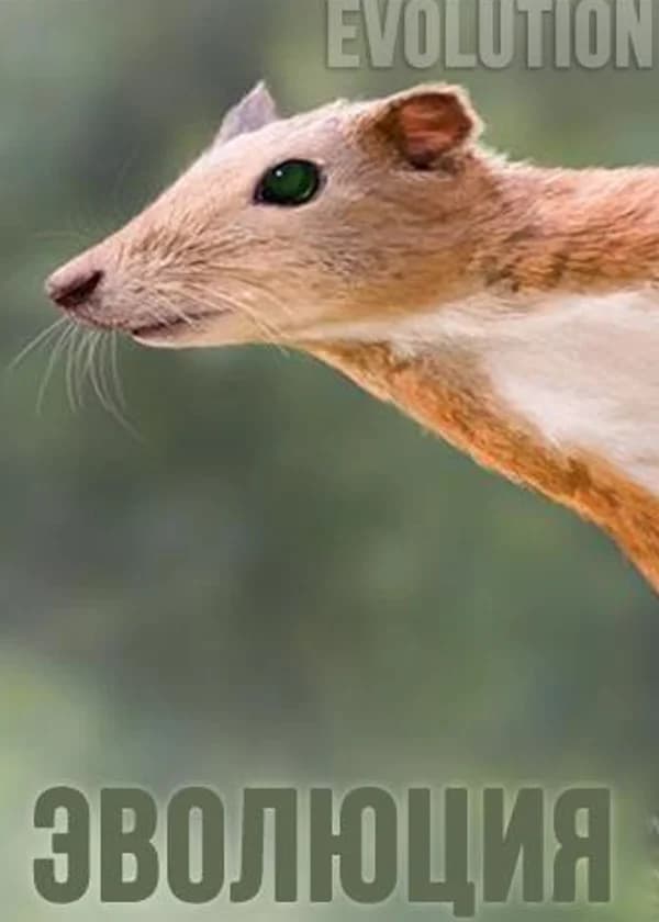 Limbus / Rim: Evolution