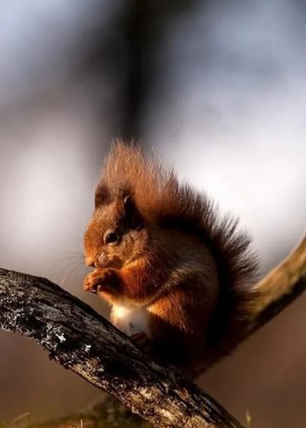 Двуличие и Тайны