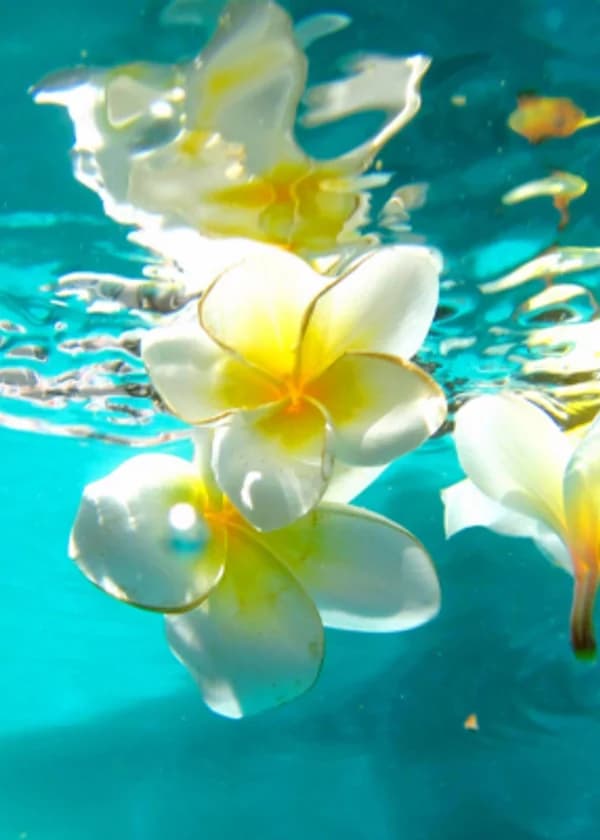 Цветы у воды