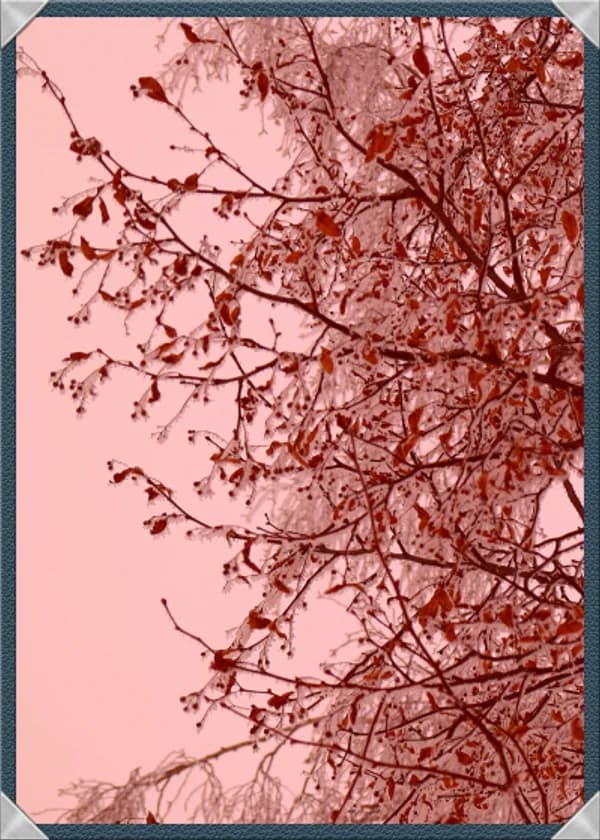 Старшая невестка