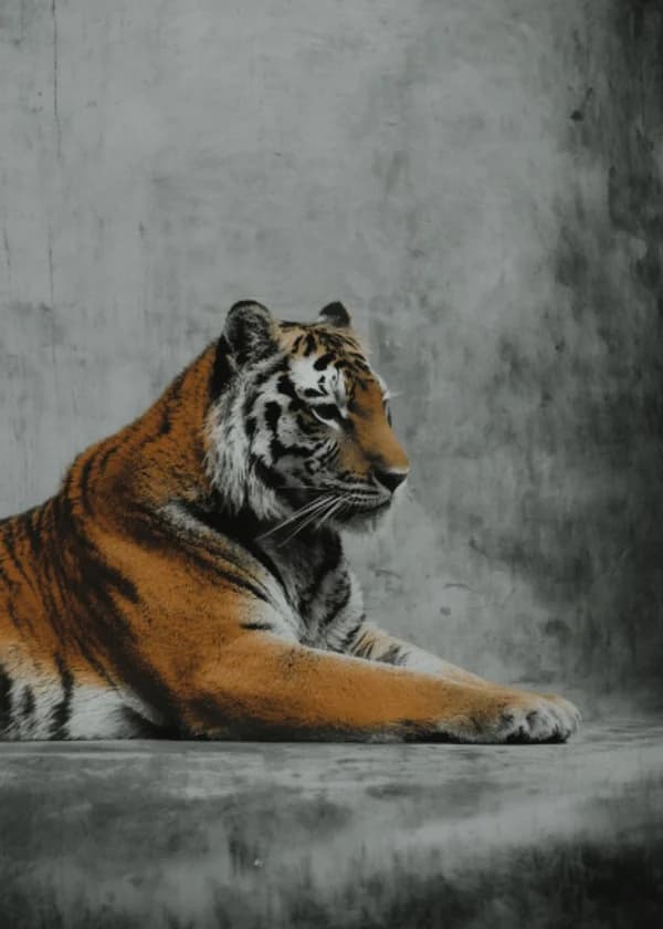 Голова Уже в пасти Тигра